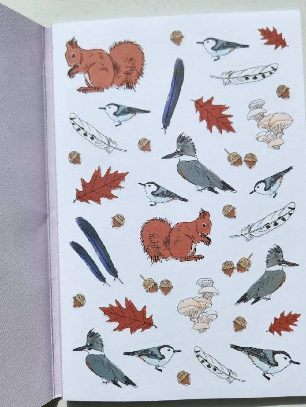 Nature Anatomy Sticker Book Julia Rothman 750 Stickers birds, feathers, wildflow